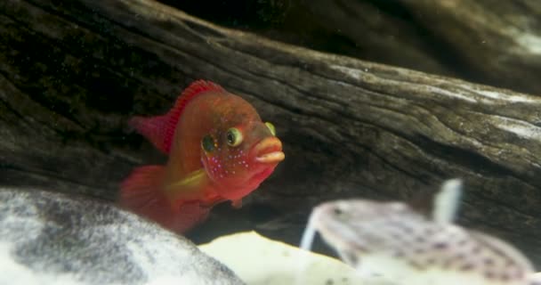 Maylandia Estherae Red Zebra Esther Grants Zebra Pseudotrophine Cichlid Rock — Stock Video