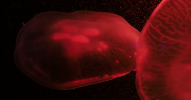 Aurelia aurita, également appelée méduse commune, méduse de lune, gelée de lune ou gelée de soucoupe flottant dans un réservoir et éclairée par des lampes de différentes couleurs de lueur . — Video