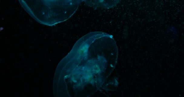 Aurelia aurita, also called common jellyfish, moon jellyfish, moon jelly or saucer jelly floating in tank and illuminated by lamps with different color of glow. — Stock Video