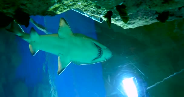 Tiburón tigre de arena, Carcharias taurus, tiburón nodriza gris, tiburón diente andrajoso manchado o tigre de arena nodriza azul . — Vídeos de Stock