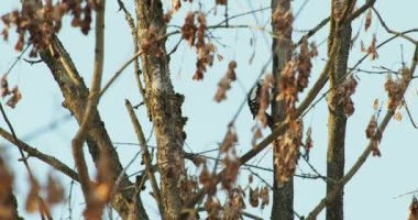 Büyük benekli ağaçkakan, Dendrocopos Major, bir ağacın kabuğuna vurur, ve kırılabilir böcekler çıkarır. Kışın ormandaki kuş.