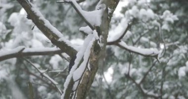 Büyük benekli ağaçkakan, Dendrocopos Major, bir ağacın kabuğuna vurur, ve kırılabilir böcekler çıkarır. Kışın ormandaki kuş.