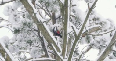 Büyük benekli ağaçkakan, Dendrocopos Major, bir ağacın kabuğuna vurur, ve kırılabilir böcekler çıkarır. Kışın ormandaki kuş.