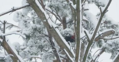 Büyük benekli ağaçkakan, Dendrocopos Major, bir ağacın kabuğuna vurur, ve kırılabilir böcekler çıkarır. Kışın ormandaki kuş.