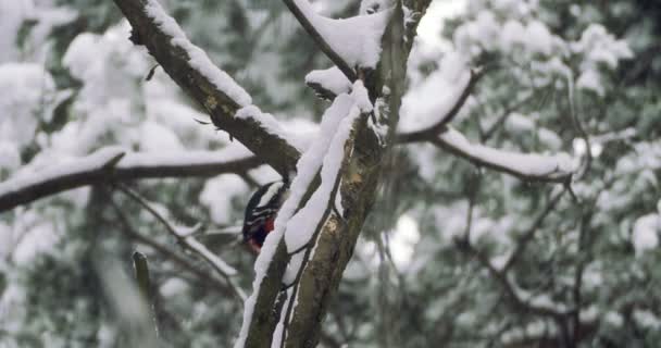 Dendrocopos major 라는 커다란 얼룩 딱따구리는 나무의 껍질을 두드리며, 껍질에 붙어 있는 벌레를 뽑는다. 겨울 숲의 새. — 비디오