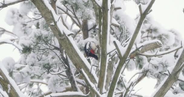 Der Buntspecht, Dendrocopos major, klopft auf die Rinde eines Baumes und sammelt essbare Insekten. Vogel im Winterwald. — Stockvideo