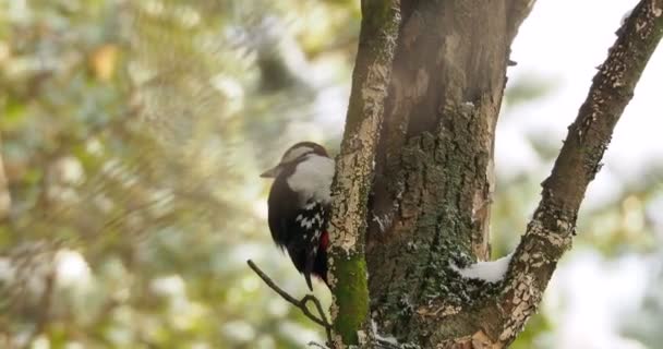 Grand pic tacheté, Dendrocopos major, frappe à l'écorce d'un arbre, extrayant des insectes edables. Oiseau en forêt hivernale.