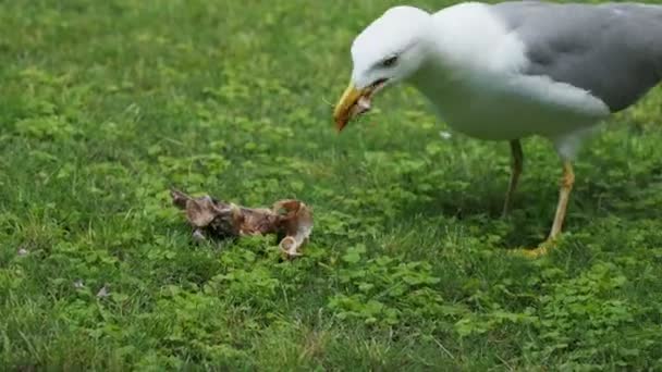 Las gaviotas comen las sobras. Bird se traga rápidamente algo edable . — Vídeos de Stock