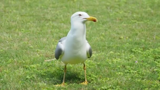 Las gaviotas comen las sobras. Bird se traga rápidamente algo edable . — Vídeo de stock