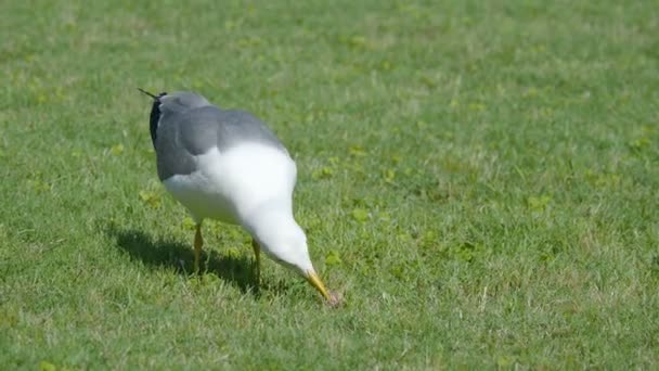 Las gaviotas comen las sobras. Bird se traga rápidamente algo edable . — Vídeo de stock