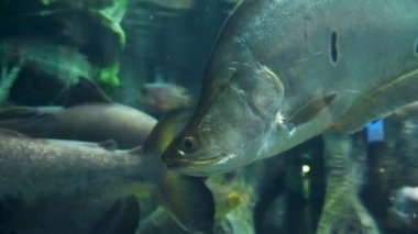 Palyaço featherback, palyaço knifefish veya benekli knifefish, Chitala ornata,