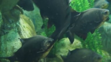 Tambaqui veya dev macropomum veya siyah pacu, pacu, siyah kanatlı dev pacu, cachama, gamitana. Tatlı su balık.