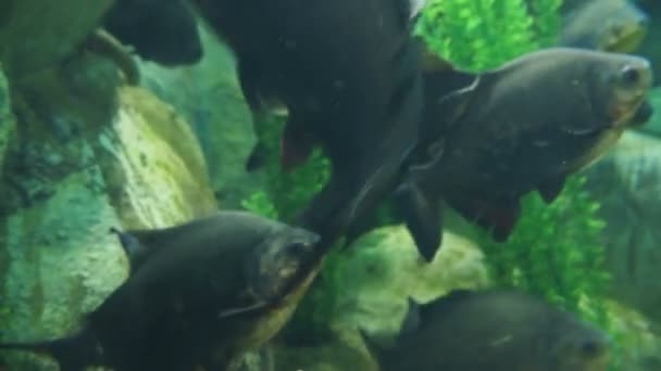 Zwarte Pacu, of Colossoma macropomum of Zwarte pacu, black-finned pacu, gigantische pacu, cachama, gamitana. Zoetwatervis. — Stockvideo