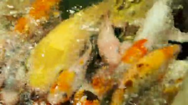 Akvaryum aç sazan Koi balıkları ile dolu. Cyprinus carpio açık geniş ağızlı. Sochi, Rusya Federasyonu.