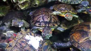 Gölet kaymak, Trachemys scripta, orta ölçekli ortak yarı sucul kaplumbağa. Kırmızı kulaklı kaplumbağaların.