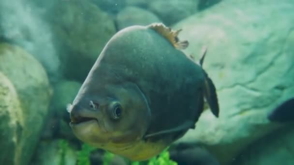 Tambaqui, eller Colossoma macropomum, eller svart pacu, svart-finned pacu, giant pacu, cachama, gamitana. Sötvattensfisk. — Stockvideo