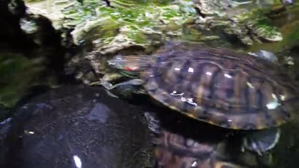Deslizador de estanque, Trachemys scripta, tortuga semi-acuática de tamaño medio común. Tortugas de orejas rojas . — Vídeo de stock