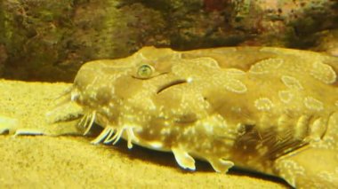 Benekli wobbegong, Orectolobus maculatus veya halı köpekbalığı.