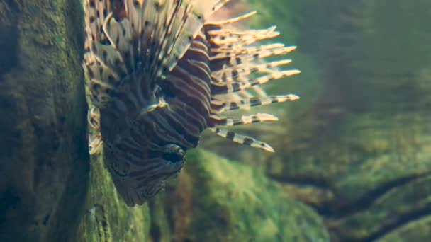 垂直ビデオ 秒赤ミノカサゴや Pterois Volitans 毒のあるサンゴ礁の魚 — ストック動画