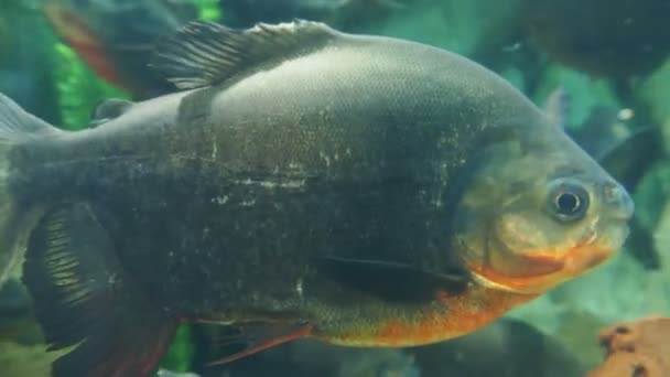 Tambaqui, o Colossoma macropomum, o black pacu, black-finned pacu, giant pacu, cachama, gamitana. Pesci d'acqua dolce . — Video Stock