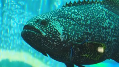 Yüzen Atlantik goliath orfoz veya itajara, Epinephelus itajara, jewfish olarak da bilinir. Büyük tuzlu su balık.