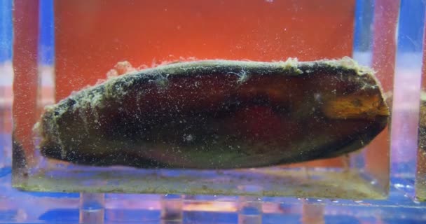 Embrião de tubarão está se movendo na caixa do ovo ou cápsula do ovo . — Vídeo de Stock