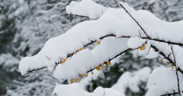 果実と海クロウメモドキの枝を凍結します 冬の晴れた日 — ストック動画