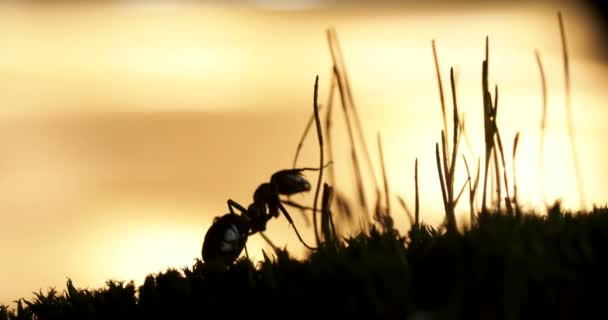 Makro bilder med rörliga myrorna på sunset bakgrund. — Stockvideo