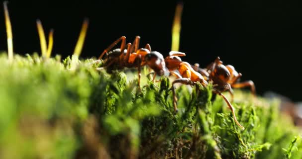 Karıncalar üzerinde yeşil yosun hareket ile makro görüntüleri. — Stok video