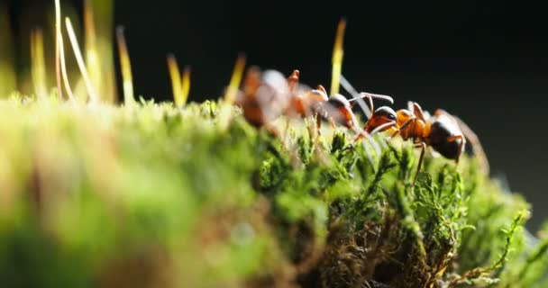 Macro beeldmateriaal met bewegende mieren op groene mos. — Stockvideo