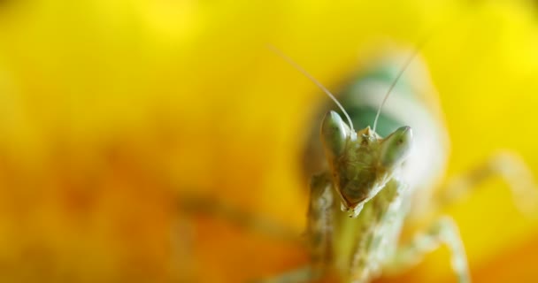 Creobroter meleagris mantis sárga virág ül. — Stock videók