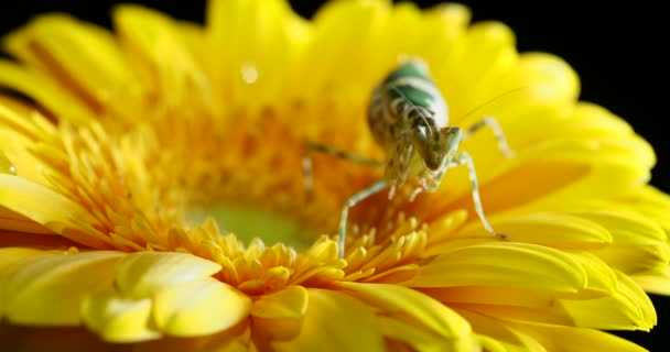 Sarı çiçek üzerinde oturan Creobroter destek mantis. — Stok video