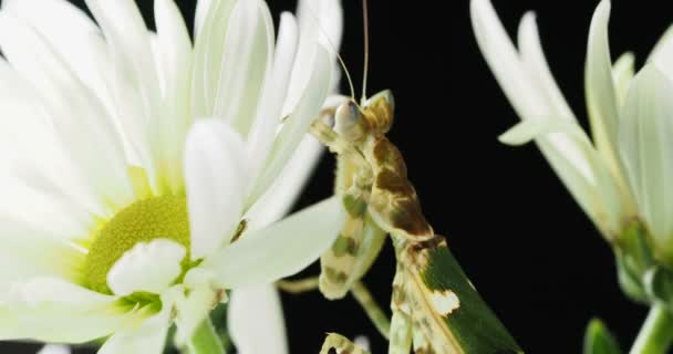 Creobroter meleagris mantis sentado en la flor . — Vídeos de Stock