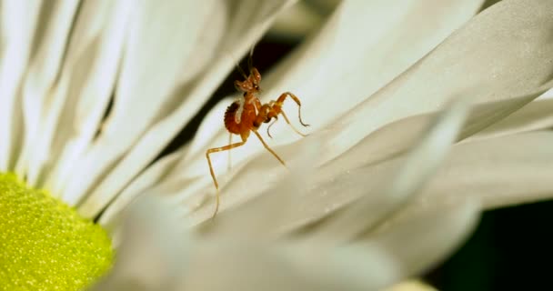 Ung Creobroter meleagris mantis i blomma. — Stockvideo