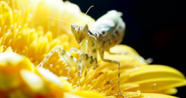 Creobroter meleagris mantis sitting on yellow flower. — Stock Video
