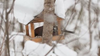 Bayağı alakarga elinde doğal arka plan ahşap besleyici, Garrulus glandarius yapılmış. Kuş kış orman.