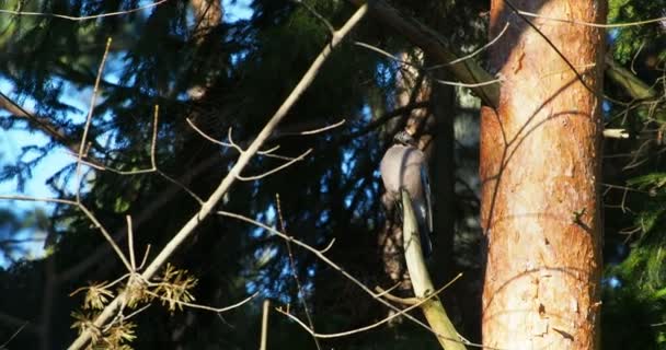 Naturlig bakgrund med nötskrika, Garrulus glandarius. Fågel i vinter skog. — Stockvideo