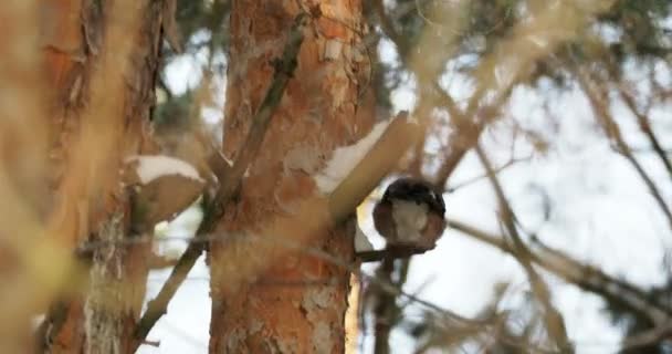 Přírodní pozadí s Sojka obecná, Garrulus glandarius. Ptáček v zimě lese. — Stock video