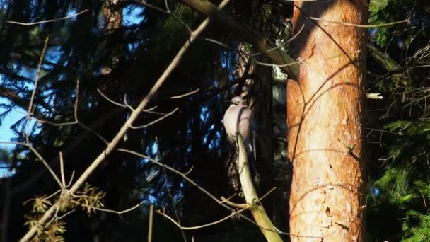 Fondo natural con Jay eurasiático, Garrulus glandarius. Pájaro en bosque de invierno . — Vídeo de stock