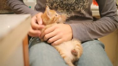 Yolunu yitirmek kedi yavrusu evine çekildi. Kadın kucağına kabarık oynak evde beslenen hayvan oturma. Kadın okşayarak şirin zencefil kedi