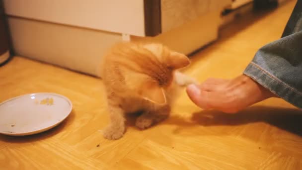 Stray kitten was taken home. Fluffy playful pet playing with womans toes. — Stock Video