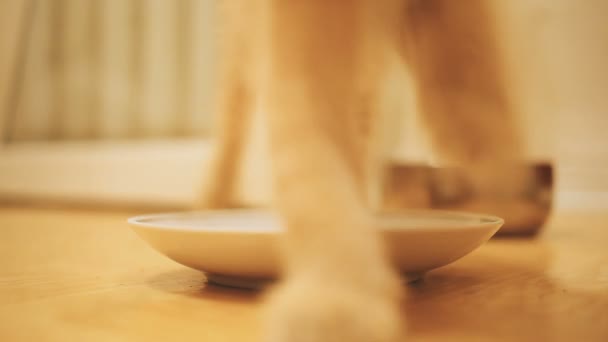 Cute ginger kitten sniffing plate after eating meat. Hungry cat was taken home. Pet adoption. — Stock Video