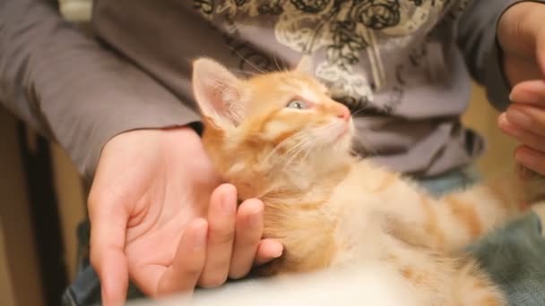 Verdwaalde kitten werd home genomen. Pluizig speelse huisdier zittend op schoot van de vrouw. Vrouw strelen schattig gember kat — Stockvideo