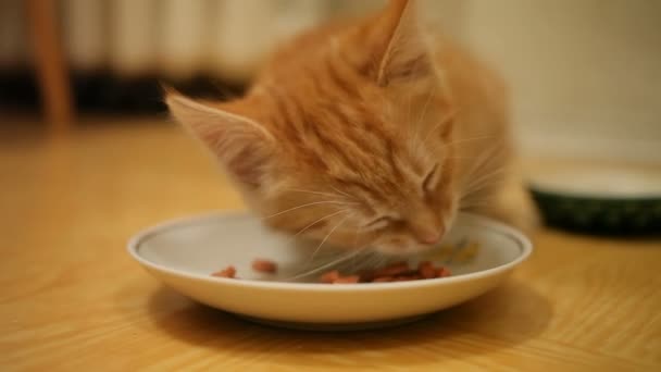 Carino Gattino Zenzero Mangiare Carne Dalla Ciotola Bianca Sul Pavimento — Video Stock