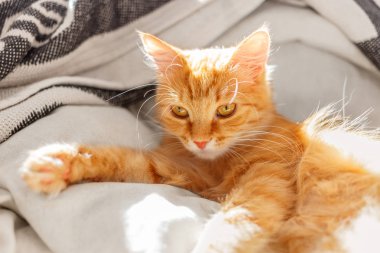 Yatakta yatarken şirin zencefil kedi. Yüzündeki uykulu ifade ile kabarık evde beslenen hayvan.