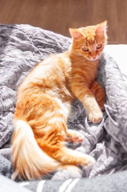 Yatakta yatarken şirin zencefil kedi. Yüzünde tuhaf komik ifade ile kabarık evde beslenen hayvan.