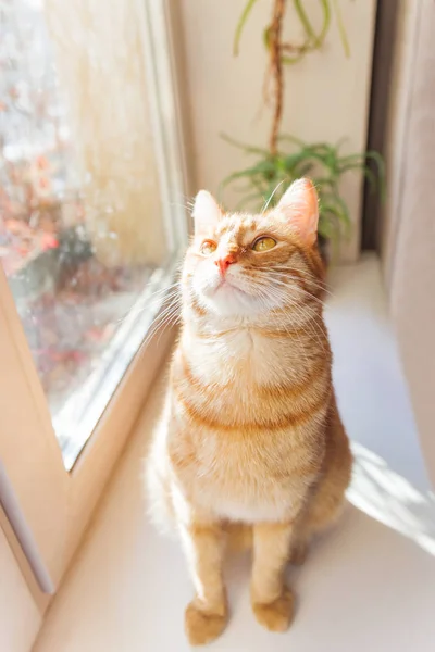 Cute Ginger Cat Sitting Window Sill Cozy Home Background Domestic — Stock Photo, Image