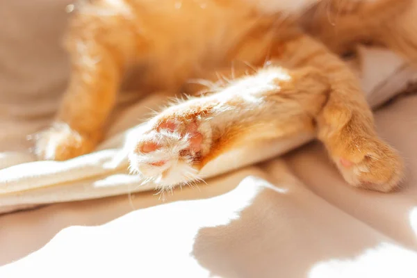 Yatakta Yatarken Şirin Zencefil Kedi Kabarık Pets Paws Fotoğrafını Ekrana — Stok fotoğraf