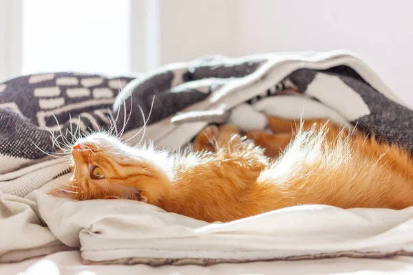 Cute Ginger Cat Lying Belly Bed Fluffy Pet Curious Funny — Stock Photo, Image