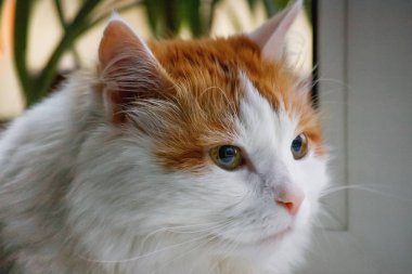 Pencere pervazına üzerinde oturan sevimli beyaz ve zencefil kedi. Rahat ev arka plan ile yerli kabarık evde beslenen hayvan.